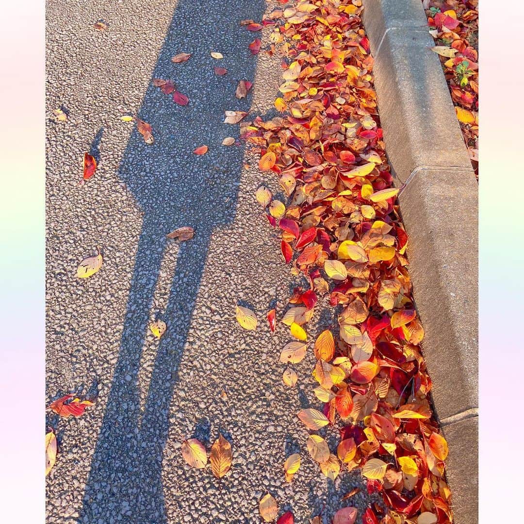 長柄ひろみさんのインスタグラム写真 - (長柄ひろみInstagram)「#Autumnleaves 🍁 ⋆ 小さい秋見つけた🥰🍁 ⋆ 通りがかりに紅葉を発見🍄 紅葉は今がピークみたいですね😌🌰 イチョウみたいな黄葉よりも、こんな感じの赤い紅葉の方が好き🤗🍁 ⋆ 丁度マスクを外した瞬間の写真なんだけど、右手カッコつけてる人みたいになった😂笑 ⋆ 別の道にはもう落ち葉が🍂 落ち葉とか枯れ葉ってせつない感じがするけれど、秋の落ち葉って何だか風情がありますよね〜🍁 ⋆ 家に落葉樹が沢山あったら、葉っぱを集めて焼き芋とかしてみたかった🤤🍠 ⋆ ⋆ #紅葉 #秋」11月28日 17時45分 - aoi_asahi
