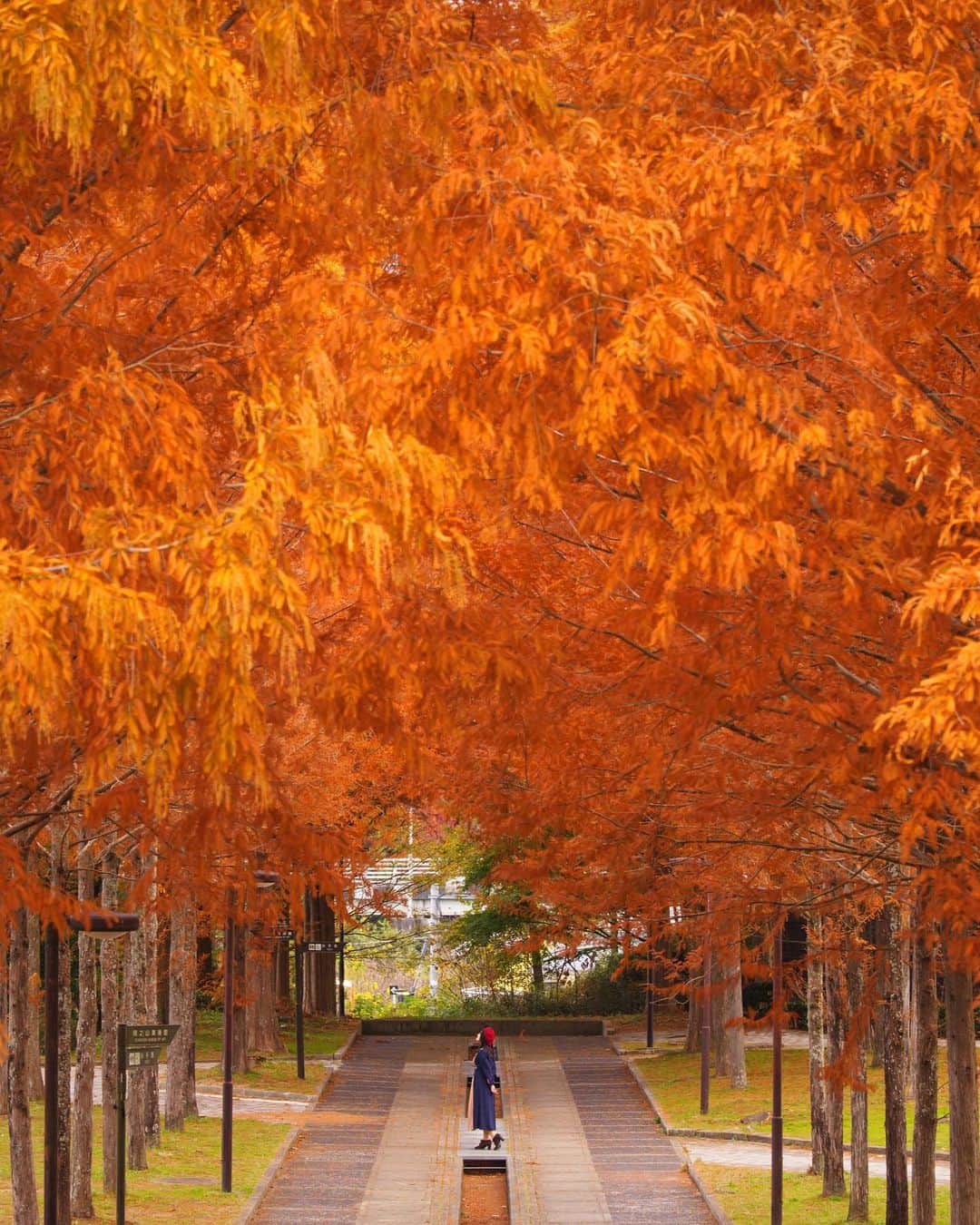 Takefumi Tezkaのインスタグラム：「✴︎朝4時に起きて朝活してきました🍁📸 ✴︎ ✴︎ ✴︎兵庫県」