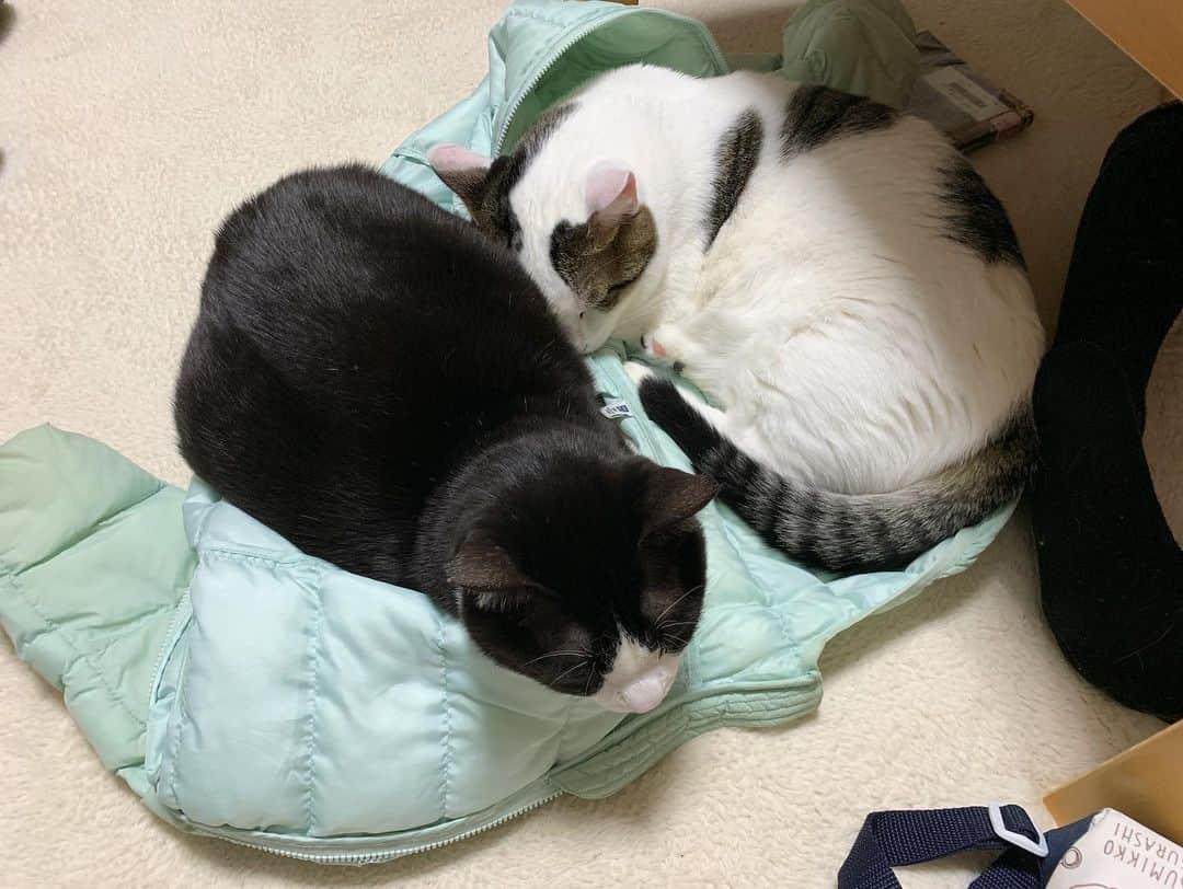 ひのき猫さんのインスタグラム写真 - (ひのき猫Instagram)「娘が脱ぎ散らかした上着。。。  何でも座布団代わりにするなぁ…😅」11月28日 17時57分 - hinoki.cute.kitten