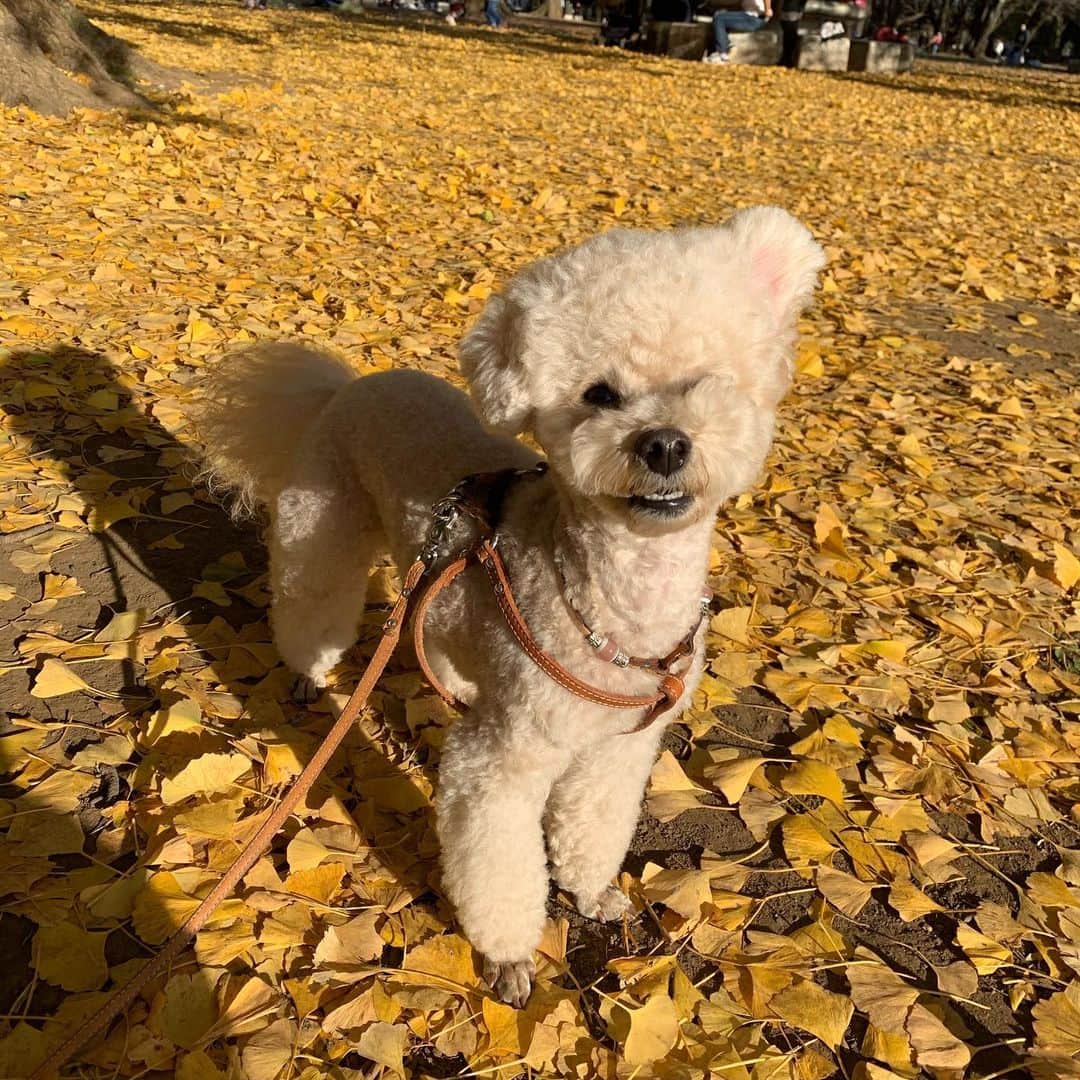 久松かおりのインスタグラム：「. この前秋を感じに公園にいったよ🍂💭 風が強すぎてらっぴーのお顔が にっ！てなってたかわいい💓 . インスタもやってるからフォローしてね👌 @rapistagrm  . . #秋  #トイプードル #犬のいる暮らし #お散歩」