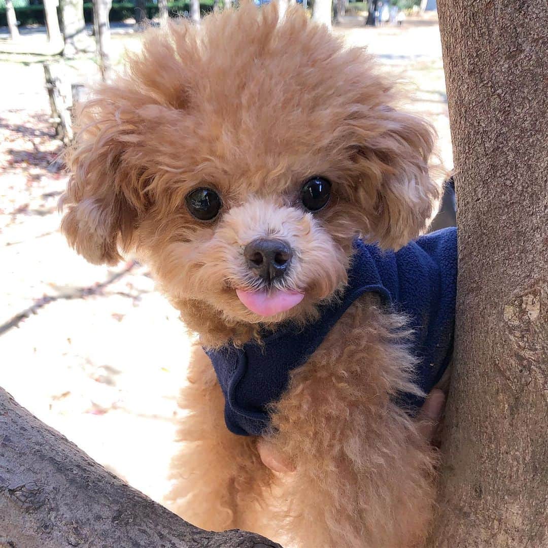 ふわのインスタグラム：「いつも応援ありがとうございます☺︎ 本日はリハビリがてらに公園へ ふわはノリノリで楽しんでました。  #toypoodle#toypoodlegram#dogsofinstagram#instadog#doglover#doglife#dog#fuwamama#ふわもこのふわ#ふわ#トイプードル#ふわもこ部#犬バカ部#親バカ部#いぬすたぐらむ#犬のいる暮らし#やっぱり公園が好き」