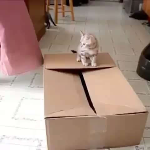 のインスタグラム：「#caturday 📦🎁 #keepwatching」