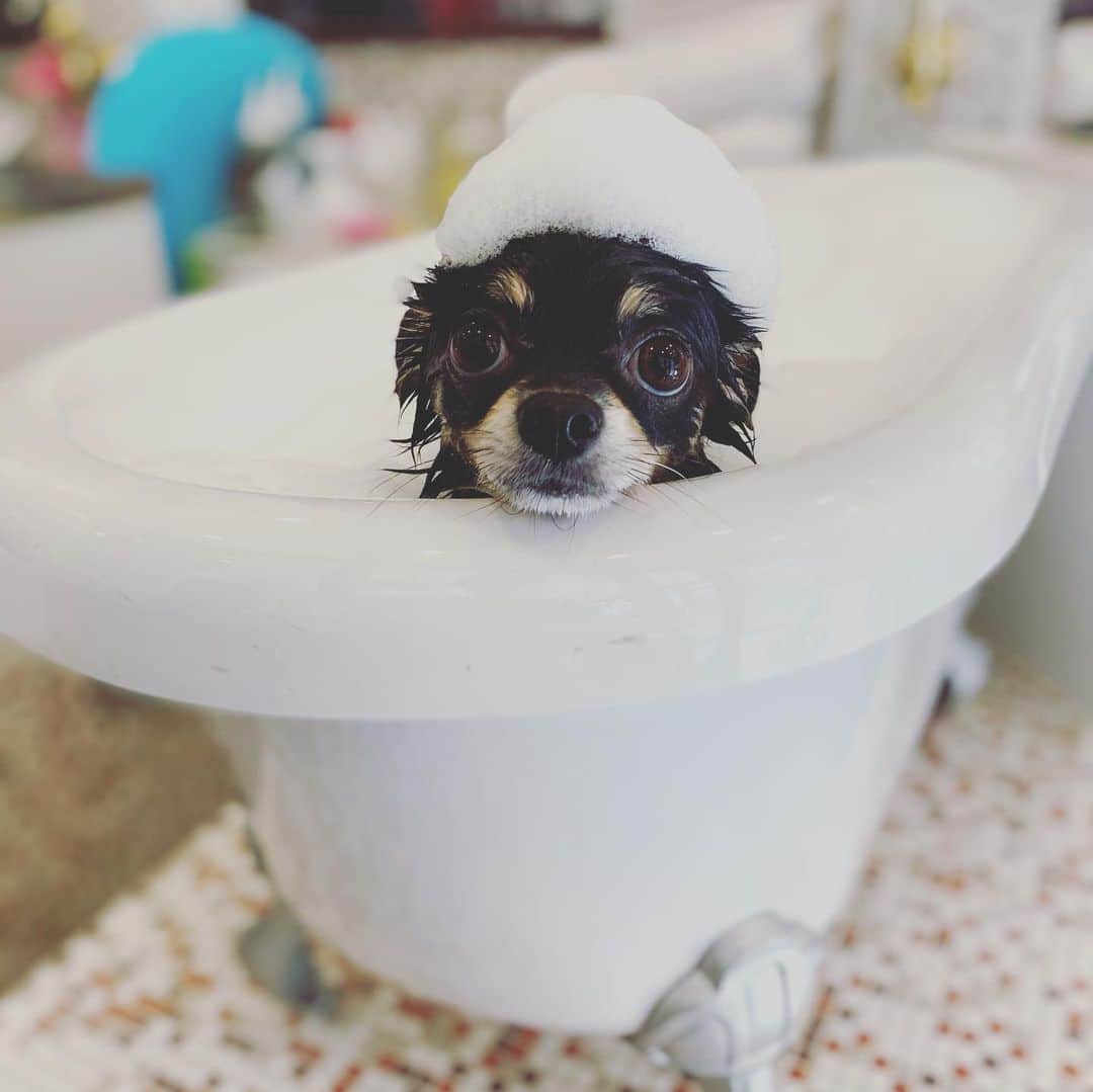 のインスタグラム：「おふろすきなんだな。 ボンゴ  #味岡ちえり #犬好き #チワワ部  #チワワのいる暮らし  #ブラックタン　#ロングコートチワワ #chihuahua  #トリミング  #bathtime」