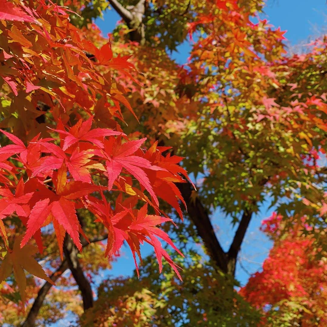 Chiharuのインスタグラム：「❤︎ 東福寺に行く道にあった紅葉🥰 . そろそろ紅葉の時期も終わっちゃうな〜 . 四季を感じられるイベント大好きだから冬はスノボ行けたらいいなぁ、誰か行こう！ 初心者だから木の葉滑りしかできないけど🍁 ❤︎ #京都　#東福寺　#紅葉　#紅葉狩り #京都観光 #京都旅行　#通天橋 #日本　#国内旅行  #写真好きな人と繋がりたい #カメラ好きな人と繋がりたい #カメラ女子　#kyoto #touhukuji #maple #mapleleaf #japan #photography #photo #photogram #camera」