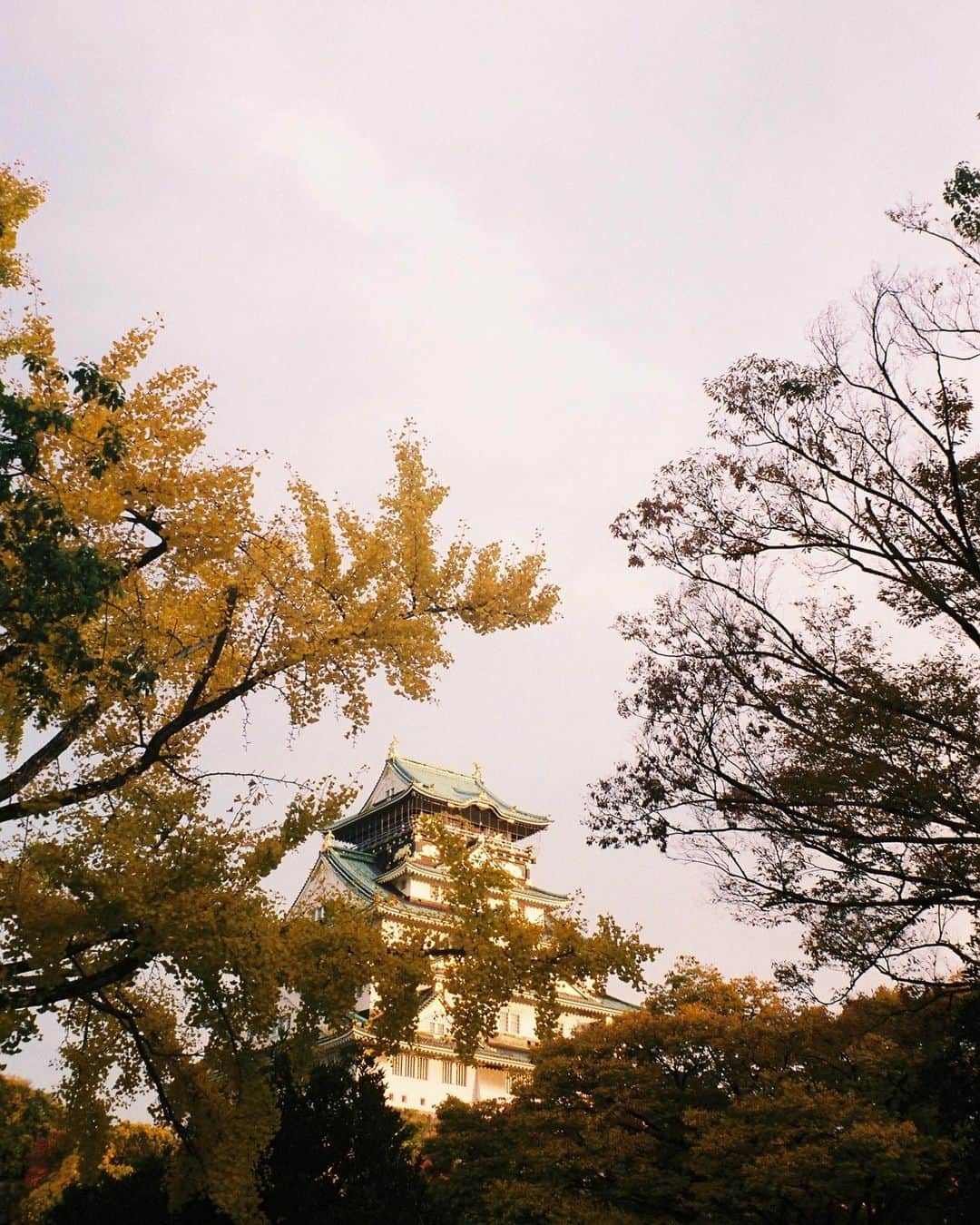 水上京香さんのインスタグラム写真 - (水上京香Instagram)「黄金色🏯💫 #film #ミナカミ写真展」11月28日 18時53分 - kyokaminakami_official