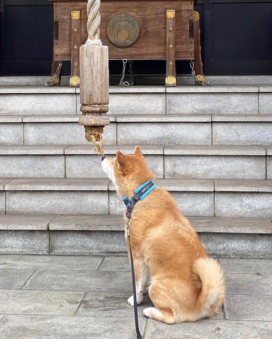 まる（まるたろう）さんのインスタグラム写真 - (まる（まるたろう）Instagram)「I hope things return to normal as soon as possible.✨🐶🙏✨コロナマン第3波がやってきてるそうです。どうかみんなを守ってください。 #いつもお願いばかりで申し訳ございません #お給金をもらったので #肉神様にお賽銭をと思ってるんですが #paypay払いでも宜しいでしょうか #バーコード的なのをパパに見せてください #パパがお賽銭をお支払いいたします #明日は1129の日です #11は肉神様のシュッとした御姿を表し #とても縁起が良い日程となっております #コロナマンに勝つためにもここはひとつ #大盤振いでお願いしたく #なんなら肉神様もご一緒にいかがかなと #狭い家ではございますが #どうぞ遠慮なさらずに #我が家のようにくつろいでください #はい #なるほど #わかりました #パパにはそのようにお伝えいたします」11月28日 18時47分 - marutaro