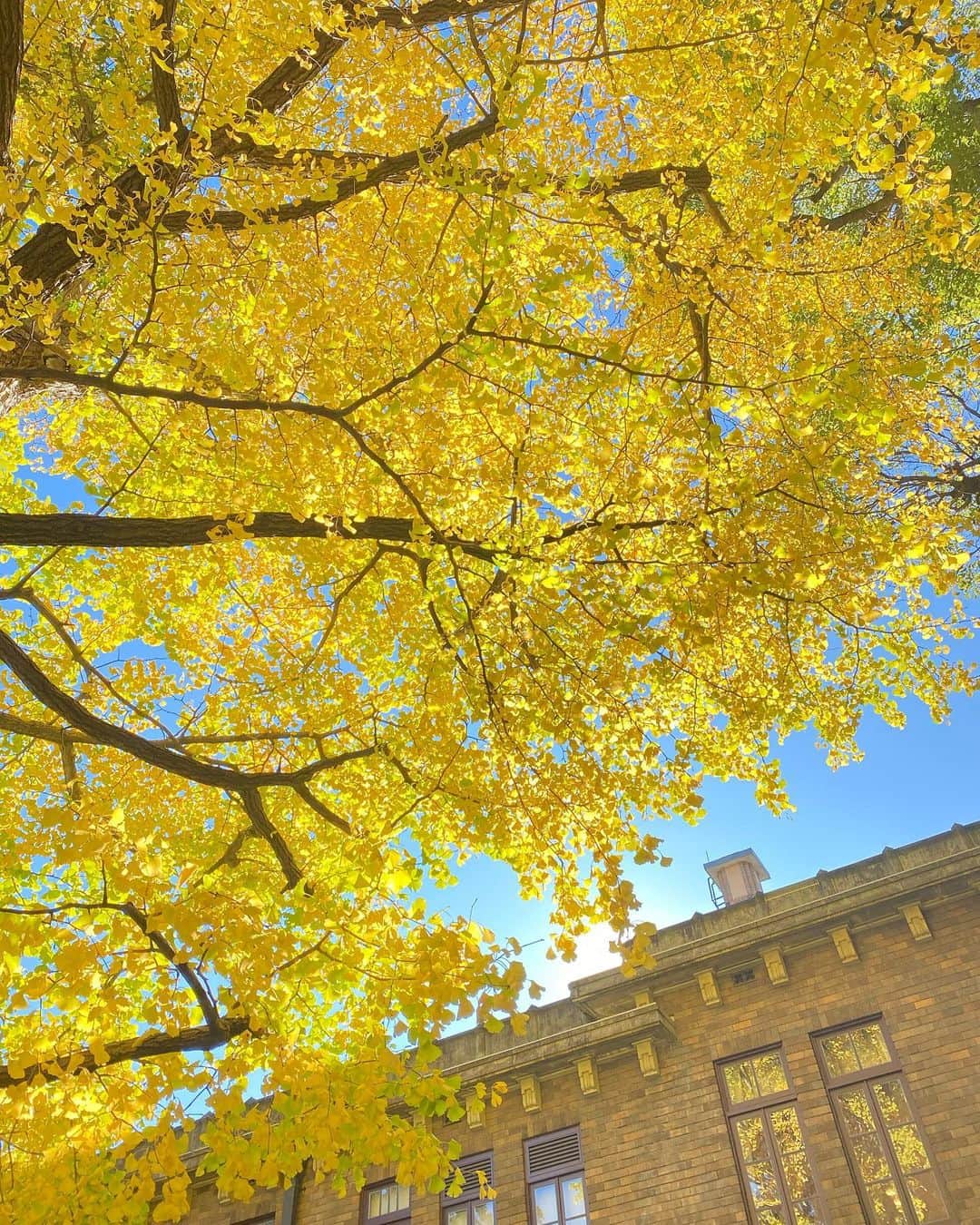 軍地彩弓のインスタグラム：「銀杏もそろそろ見納めかなあ。 今年は季節があっという間に過ぎていく。 だからこそ、一瞬一瞬を見逃さないように。鳥の声、そよぐ風、降る銀杏の葉。 最近お気に入りのお散歩コース。 #散歩  #秋」