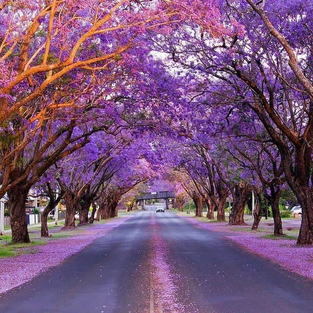 Australiaさんのインスタグラム写真 - (AustraliaInstagram)「💜💜💜 @clarencevalleydirectory beautifully captured #Grafton, AKA home of the insta-worthy @GraftonJacarandaFestival, in @visitnsw recently. Each year in spring, between #October and #November, this riverside town in @myclarencevalley rolls out its iconic #purple carpet when the hundreds of #jacaranda trees that line the streets blossom. Located on the north coast of #NewSouthWales near the border of @queensland, this charming town on the banks of the #ClarenceRiver is home to grand historic buildings, classic country pubs and a friendly community vibe. TIP: If tucking into fresh and local produce is your thing, you can’t look past the weekly #GraftonTwilightFarmersMarket to get a real taste of the region. #seeaustralia #visitnsw #myclarencevalley #graftonjacarandas #travel #holidayherethisyear」11月28日 19時00分 - australia