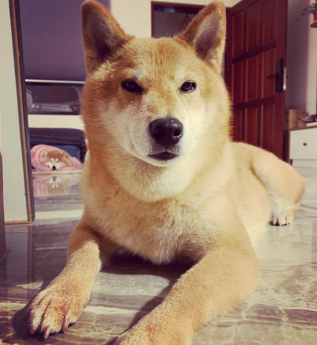 Coffeeのインスタグラム：「心情不美麗 💢 被醫生無預警拔牙 還打狂犬病預防針 一整個火 還兇醫生 #coffee_and_apple」