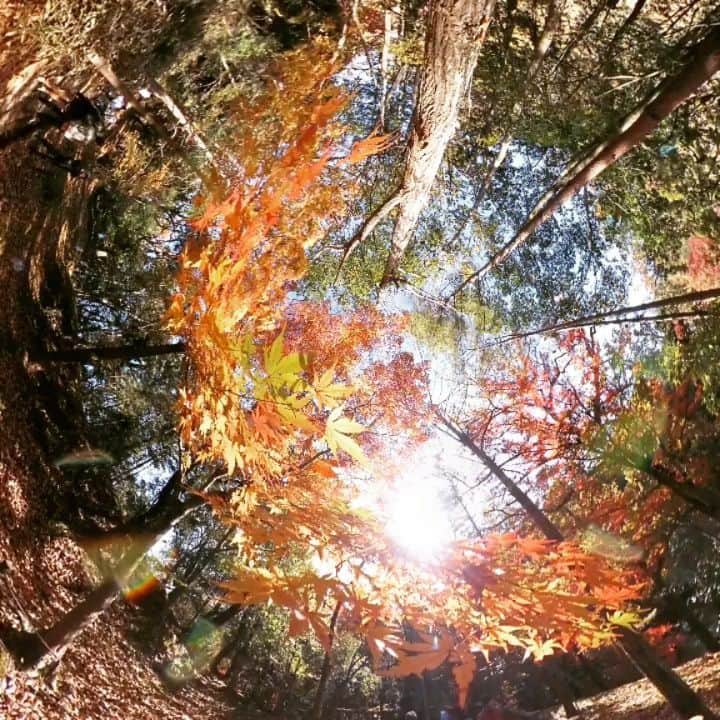 もろんのんのインスタグラム：「皆もう紅葉は見た？ 今年は360度カメラで撮ってみました🍁  IQUIという、まるでペンのようなカメラ。 重さは約60gで、びっくりするくらいコンパクト。  綺麗な紅葉をまるっと収めてみた👀  #IQUI #IQUISPIN #絶景SPIN  #ハナコラボ メンバーで使ってみてるよ 📷IQUI @iquispin_jp 📍成田山公園」
