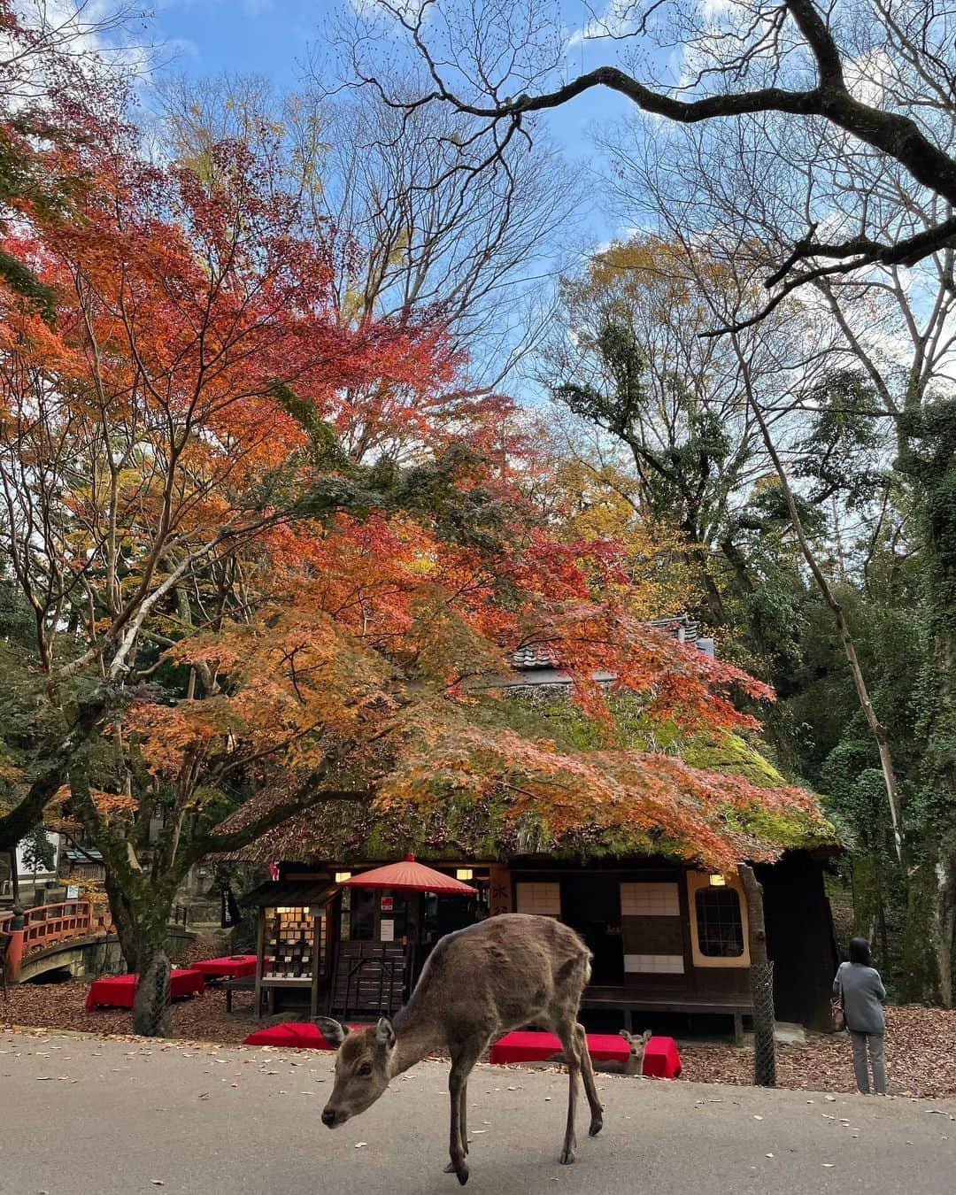 柚月瀬那のグルメインスタ