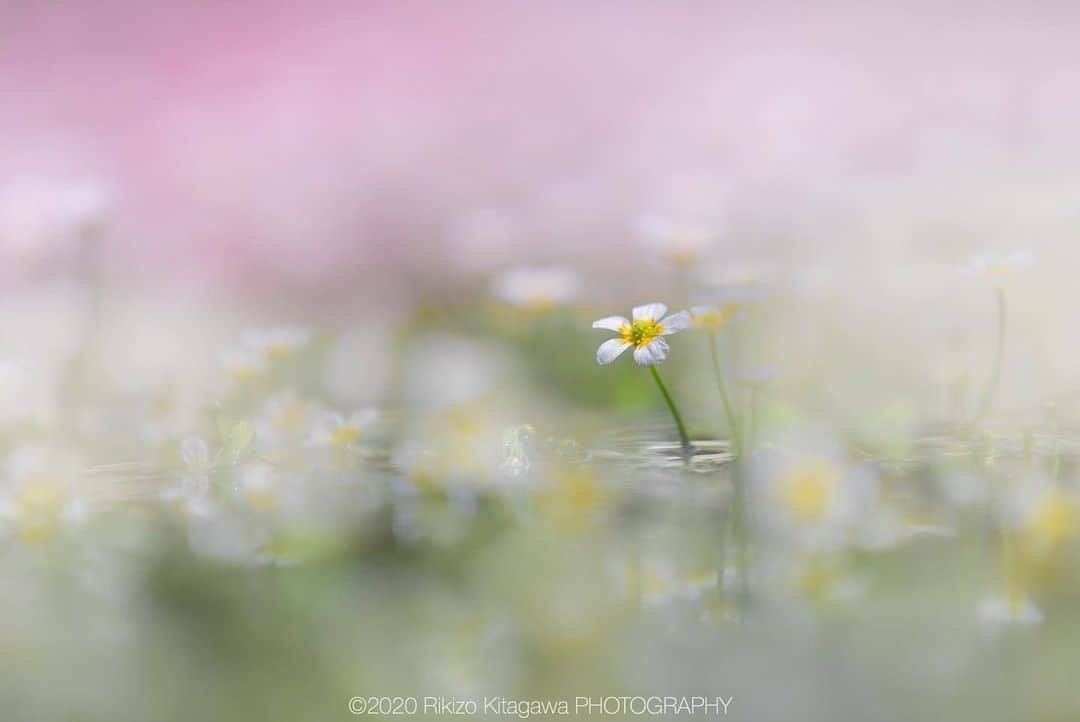 花の写真館のインスタグラム：「Photo by @rikizo_kitagawa.⠀ https://instagram.com/rikizo_kitagawa/⠀ .⠀ Original Post[投稿いただいたURL]⠀ https://www.instagram.com/p/CCNpXH4pPou/⠀ .⠀ 本アカウントは、 #私の花の写真 をつけてInstagramに投稿された皆さまの花の写真や、「花の写真館」Facebookページで投稿された花の写真を紹介します。⠀ 「花の写真館」Facebookページは、「 @floral.photograph 」のプロフィールにあるURLからご覧ください。⠀ .⠀ ※各自、政府、自治体など公的機関の指示に従った行動をお願いします。⠀⠀ 東京カメラ部および分室では、写真を「見る楽しみ」を提供することを通して、微力ながら皆様にわずかな時間でも癒しをお届けしたいと思っております。⠀ ※本アカウントは東京カメラ部がFacebook、Instagramのサービスを利用して運営しているもので、Facebook社・Instagramとは一切関係ありません。⠀ .⠀ #花の写真館 #floralphotograph #floralphoto #flower #flowers⠀ Follow: @floral.photograph」