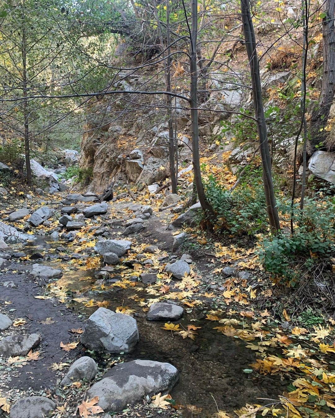 ベス・ベアーズさんのインスタグラム写真 - (ベス・ベアーズInstagram)「Nature is my happy place. Love #LA this time of year. Very grateful to live in such a beautiful place.」11月29日 1時09分 - bethbehrs