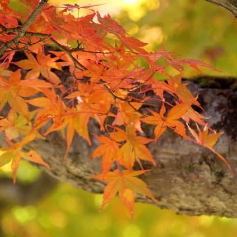 Remiwaのインスタグラム：「I colori che esistono in natura e che cambiano con il passare delle stagioni suscitano una varietà di emozioni. Addentriamoci fra querce, castagni, pioppi, olmi, faggi, betulle, aceri...fra i colori indaco, rosso, giallo, la luce della luna 🤗... I sentimenti che tali colori generano sono stati e continuano ad essere espressi nelle arti, nei mestieri e nella letteratura giapponese creando un’esperienza di elevazione interiore.  #vita #arte #colori #natura #benessere #parchi #bosco #luce #luna #letteratura #giappone #japan #attenzione #osservare #contemplare #poesia #arte」