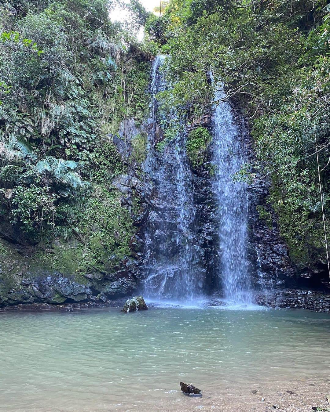 ダンシーシャノン美沙さんのインスタグラム写真 - (ダンシーシャノン美沙Instagram)「Nature power🌱  One of my best trekking spot 🌴 Water was pretty cold 🥶 😆  今年2回もここに来れたことに感謝。 この滝は本当にパワーがすごくていつも挨拶しにきてる。 道のない道を進み続けてロープで岩を登ったり水の中をずっと歩いてやっとたどり着いた先にあるのが滝。  がんばらないと見に行けないんだなぁ😍  #rivertrekking #okinawa #nature #waterfall #hiking #ハイキング #トレッキング #沖縄 #トレッキング」11月28日 19時40分 - shannon.fancy