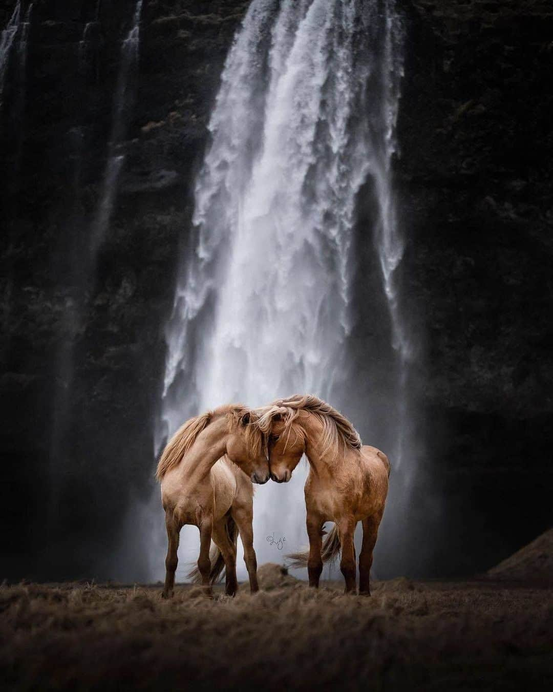 Canon Photographyさんのインスタグラム写真 - (Canon PhotographyInstagram)「What a 😍 image from Iceland. Photography // @liga.liepinaa Curated by @steffeneisenacher  #iceland #iceland🇮🇸 #inspiredbyiceland #icelandichorse #wildlife」11月28日 19時41分 - cpcollectives