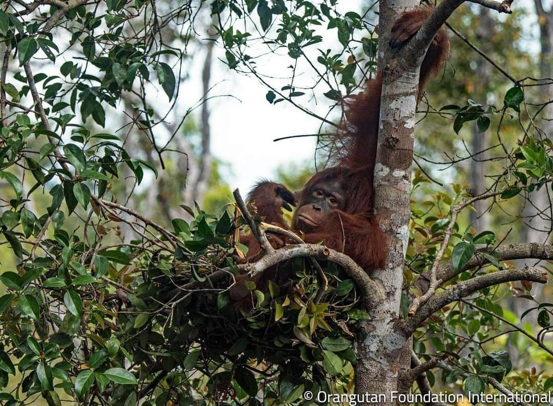 OFI Australiaさんのインスタグラム写真 - (OFI AustraliaInstagram)「Orangutans build nests primarily for the same reason that humans use beds ... to have a comfortable place to sleep. Wild orangutans will either build a new nest or re-enter an old nest every night. They will also often take a rest in a nest during the day. #orangutan #nest #saynotopalmoil  ______________________________ 🦧 OFIA Founder: Kobe Steele kobe@ofiaustralia.com  OFIA Patron: Dr Birute Galdikas @drbirute @orangutanfoundationintl @orangutan.canada www.orangutanfoundation.org.au」11月28日 20時05分 - ofi_australia