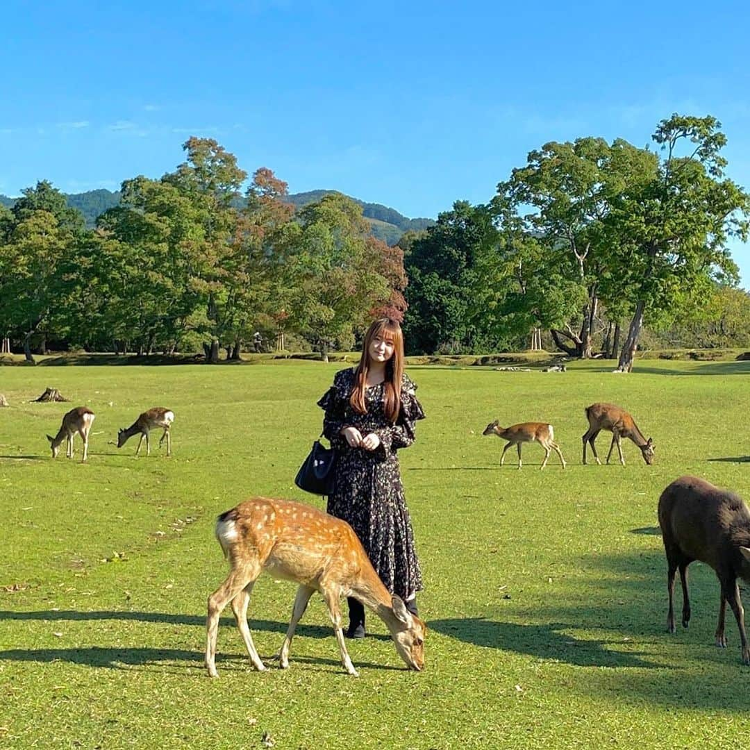 上野貴穂さんのインスタグラム写真 - (上野貴穂Instagram)「.﻿ 飛火野🦌﻿ ﻿ #奈良 #奈良公園 #飛火野 #鹿﻿」11月28日 20時22分 - kiho_ueno