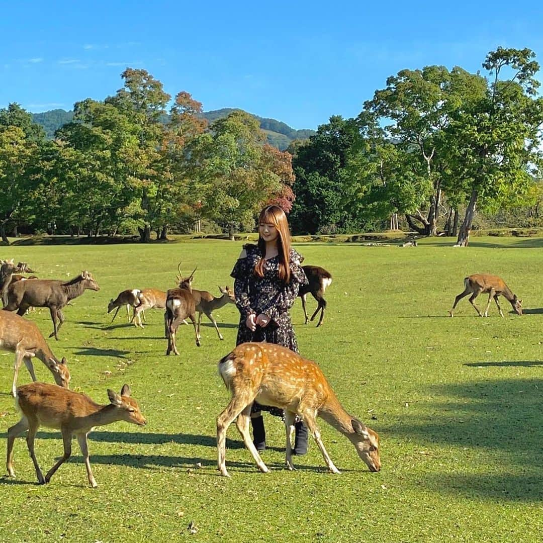 上野貴穂さんのインスタグラム写真 - (上野貴穂Instagram)「.﻿ 飛火野🦌﻿ ﻿ #奈良 #奈良公園 #飛火野 #鹿﻿」11月28日 20時22分 - kiho_ueno