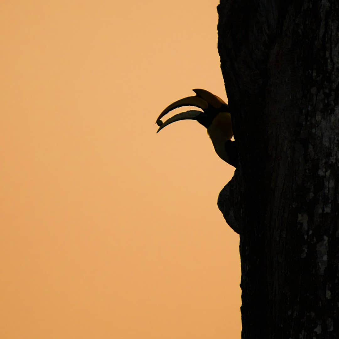 National Geographic Travelさんのインスタグラム写真 - (National Geographic TravelInstagram)「Photo by Prasenjeet Yadav @prasen.yadav / Hornbills have a unique breeding behavior. The female enters a hollow trunk of a tree and seals herself inside, leaving a small slit open for feeding. The male feeds her and the growing chicks for more than three months. The female exits the nest cavity approximately three weeks before the chicks fledge. In this image, taken in India's Western Ghats range, a male brings fruit to the female in the nest.  Follow me @prasen.yadav for more photos from the biodiverse states of India and parts of Central Asia.」11月28日 20時38分 - natgeotravel