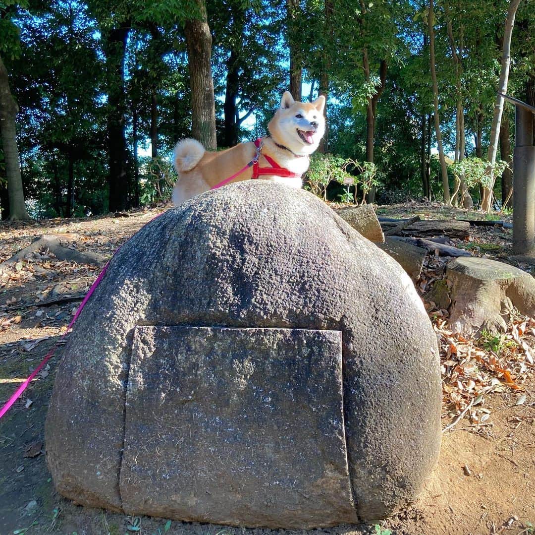 のインスタグラム：「竈門てん治郎、斬り損ねました #おにぎり石　#全集中　#犬の呼吸」