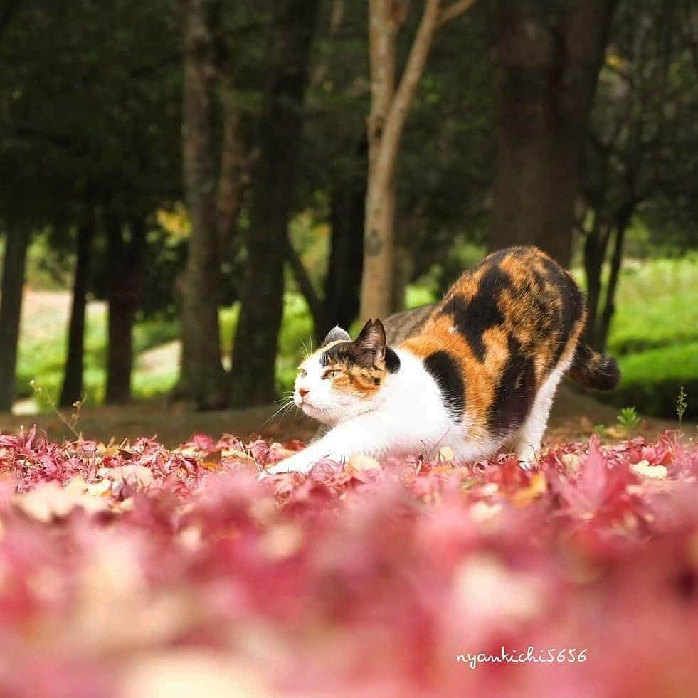 路地裏のにゃん吉さんのインスタグラム写真 - (路地裏のにゃん吉Instagram)「今日も生きるのにゃ  Shot with OM-D E-M1 MarkⅡ M.ZUIKO DIGITAL 45mm F1.8  #生き抜け野良猫 #camera_kitamura #breakfree_olympus #แมว #igersjp#のらねこ部#猫#ねこ部#gallery_legit #にゃんすたぐらむ#みんねこ #cats#ファインダー越しの私の世界 #catsofinstagram #gatto#catloversclub#bnw_drama#gf_bnw #東京カメラ部#icu_japan#getolympus #love_bestjapan #art_of_japan_ #bestphoto_japan #TandDフォトコンテスト2020」11月28日 20時57分 - nyankichi5656