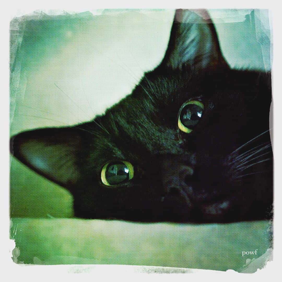 anemone_69のインスタグラム：「🐈‍⬛ . #ハカセとキョウジュ #blackcat #黒猫 #cat #猫 #保護猫 . . #DreamCanvas_powf . . .」