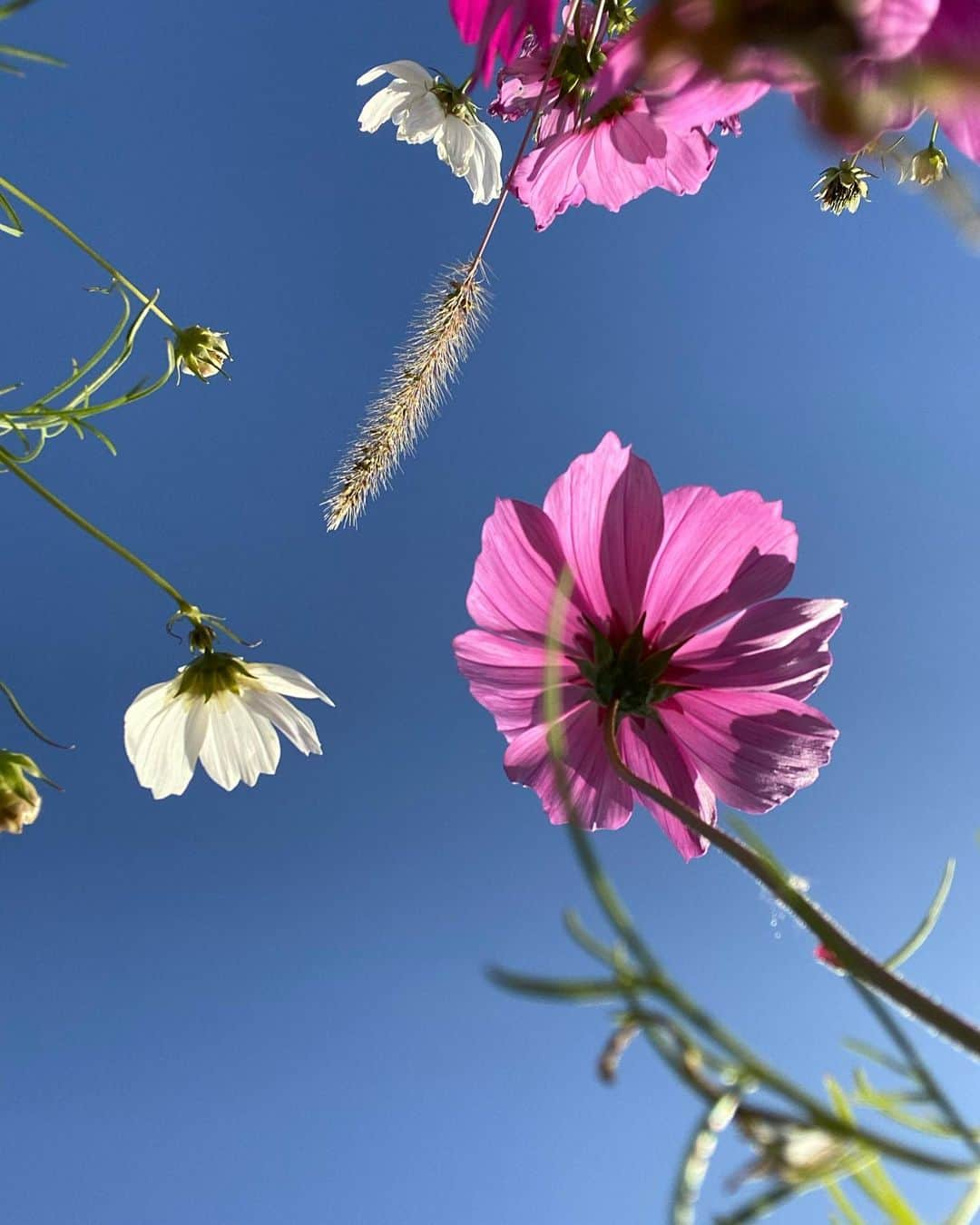 清水由紀さんのインスタグラム写真 - (清水由紀Instagram)「秋桜💙 だいぶ冬の匂いに変わってきましたね。  #こすもす #コスモス #cosmos  #秋らしい風景 #ゆらゆらゆら」11月28日 21時11分 - shimizu_yuki_official_