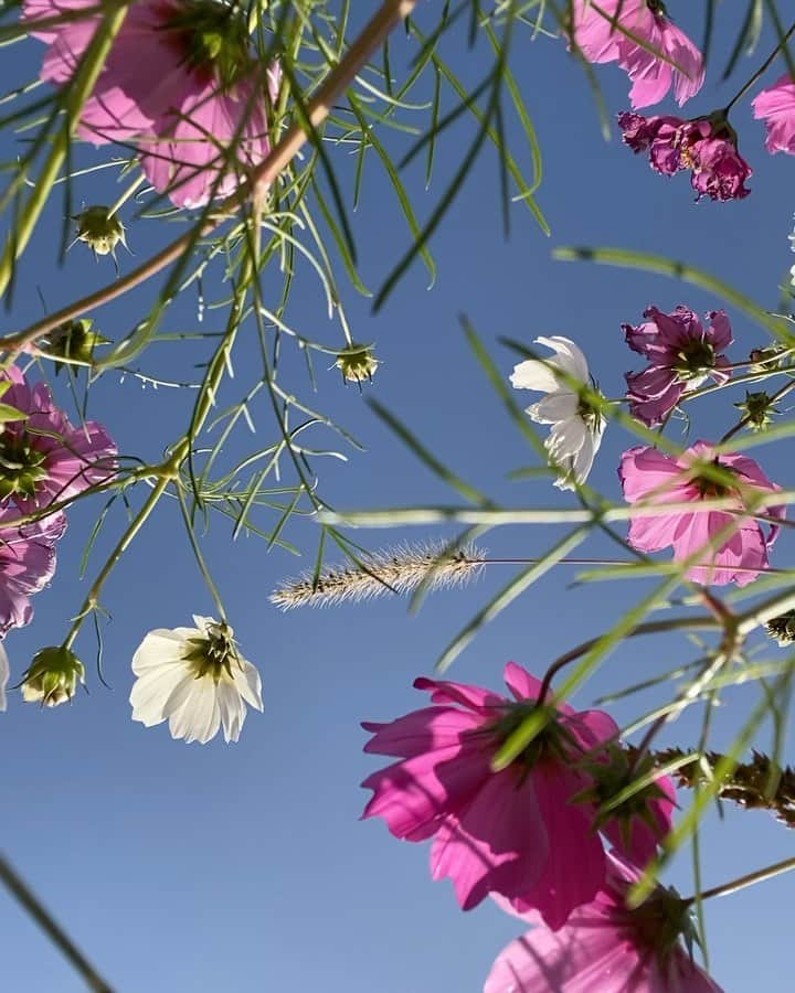 清水由紀のインスタグラム：「秋桜💙 だいぶ冬の匂いに変わってきましたね。  #こすもす #コスモス #cosmos  #秋らしい風景 #ゆらゆらゆら」