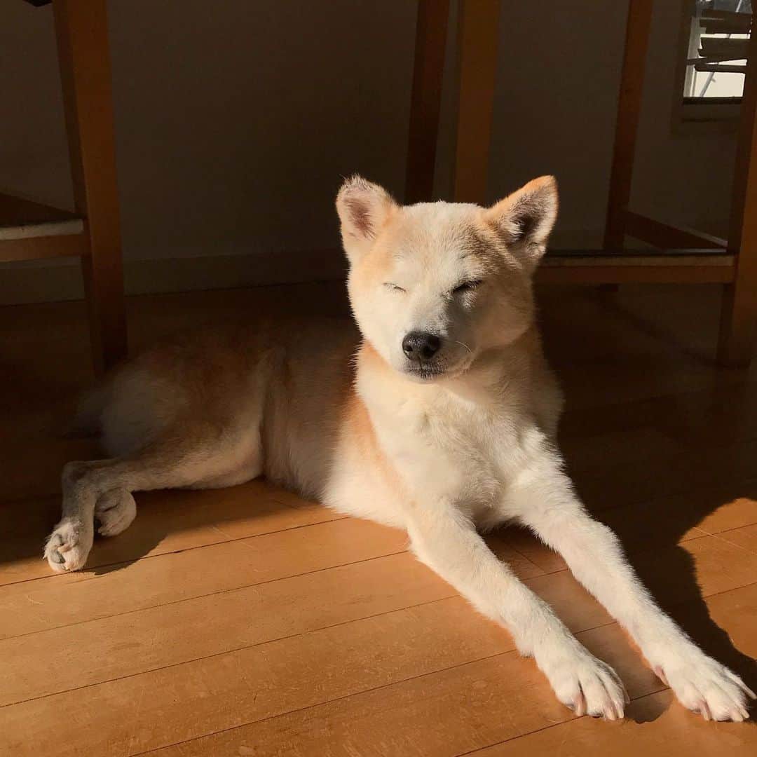 柴犬リリコのインスタグラム：「今朝の陽だまりハンター☀️☀️☀️ この後シャンプー🧴されるとも知らずに😅」