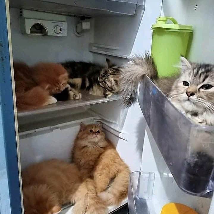 Cute Pets Dogs Catsさんのインスタグラム写真 - (Cute Pets Dogs CatsInstagram)「Well there is no space for food in the fridge anymore 😂  If you like it pls support with ❤️  Credit: unknown  For crediting issues, pls DM.  Note: we don’t own this video/picture, all rights go to their respective owners. If owner is not provided, tagged (meaning we couldn’t find who is the owner), pls DM and owner will be tagged shortly after.   #kitty #cats #kitten #kittens #kedi #katze #แมว #猫 #ねこ #ネコ #貓 #고양이 #Кот #котэ #котик #кошка#cutecats #meow #kittycat #catinstagram #catsclub #caturday #catsofig #bestmeow #excellent_cats」11月28日 21時25分 - dailycatclub