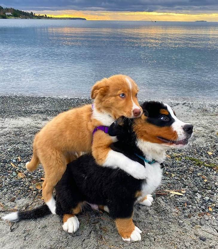 animals.coのインスタグラム：「Best friends for life 🐶😍 Photography by @the.mountain.moose」