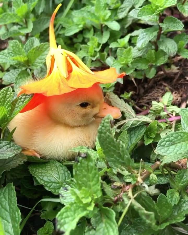 Daily The Best And Funniest Videosのインスタグラム：「A sleepy duck under a flower sun hat 🐤😍 By @motherthemountain」