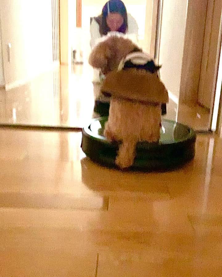 木原万莉子のインスタグラム：「Adorable...🥺♡♡♡  #dog#dogstagram#doglife」