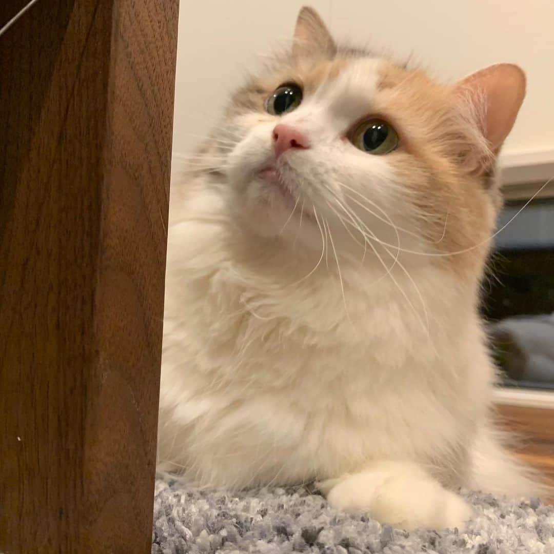 のインスタグラム：「こま koma🐾　2020.11.28 . どっちも可愛いから2枚載せちゃお😆. . . #みんねこ #peco #ペコねこ部 #スコティッシュフォールド #scottishfold#neko#cute#cat#ねこ#猫 #ネコ#meow #catstagram#catsofinstagram #instagram #cats_of_instagram #kitty  #もふもふ #kawaii #adorable #fllufycat #bestmeow #bestcats_oftheworld」