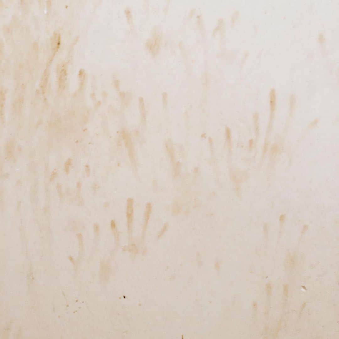 久保田夏菜さんのインスタグラム写真 - (久保田夏菜Instagram)「これ、誰の仕業ですか？  外のトイレの壁。  ちなみに、帰りに 最近よく会うのは、アナグマかな？  #田舎暮らし　#古民家暮らし　#田舎あるある #山の動物 #安芸高田市」11月28日 21時51分 - kanakubota0805