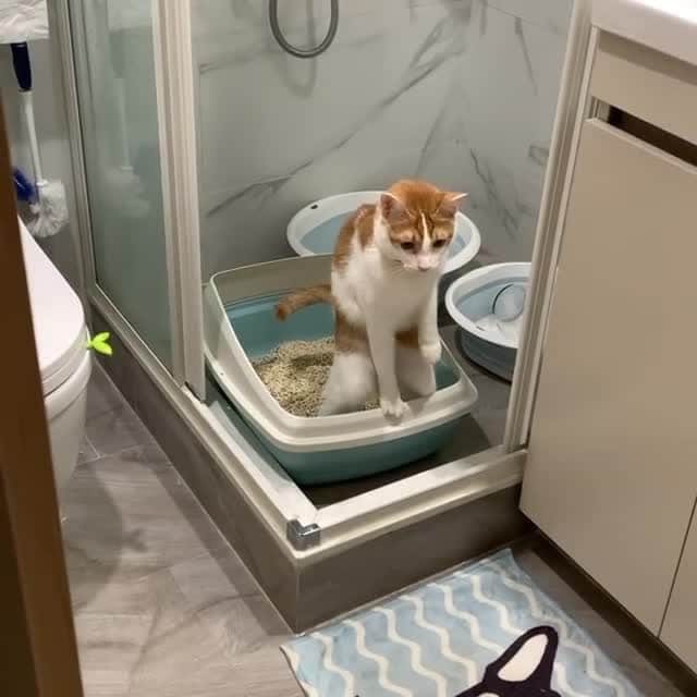 Aww Clubのインスタグラム