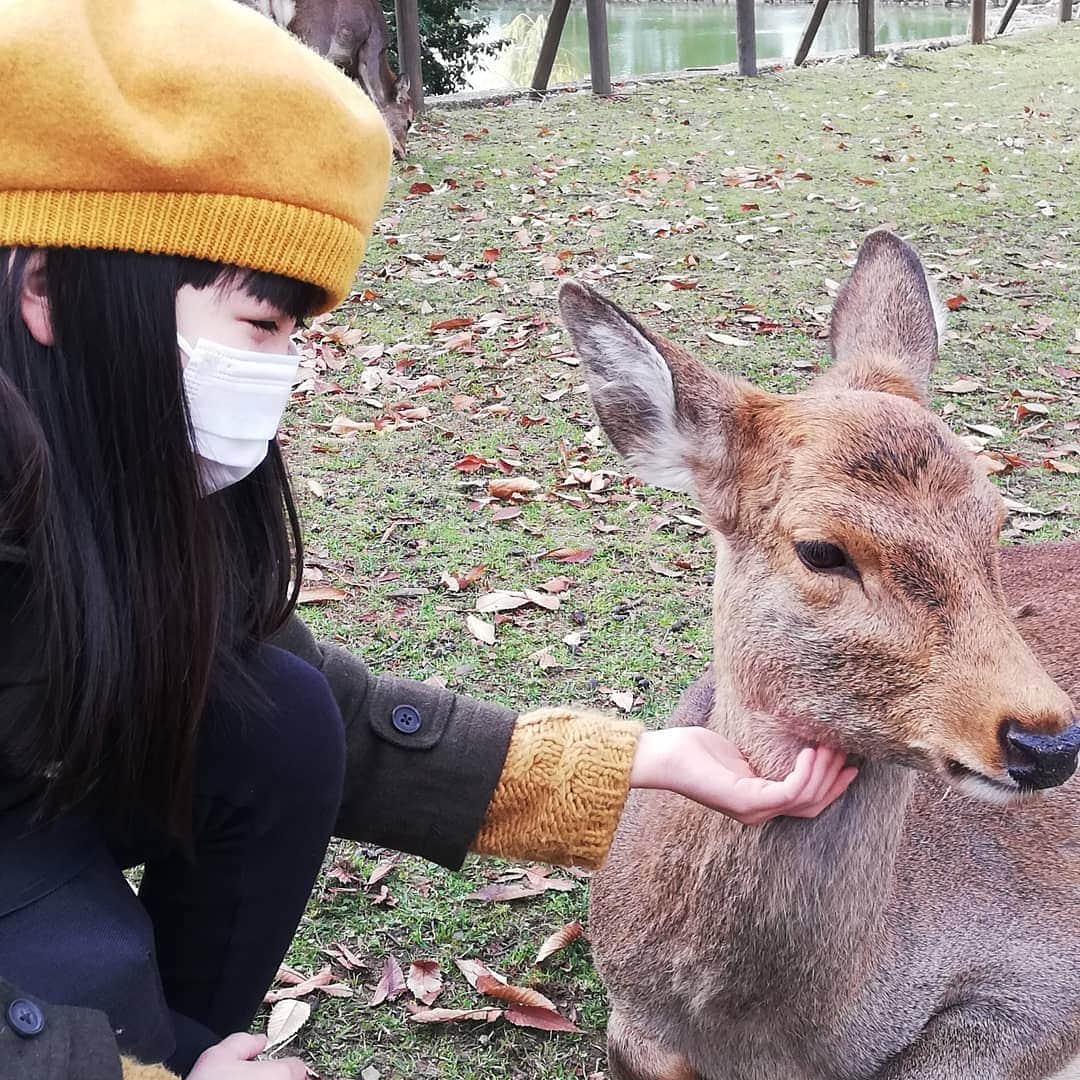 川上凛子さんのインスタグラム写真 - (川上凛子Instagram)「京都に来ました。  昼間、ちょっと足を伸ばして、奈良公園に鹿を見に行きました。 ボス鹿に体当たりされました…。  #建仁寺  #奈良公園」11月28日 22時01分 - rinko_kawakami