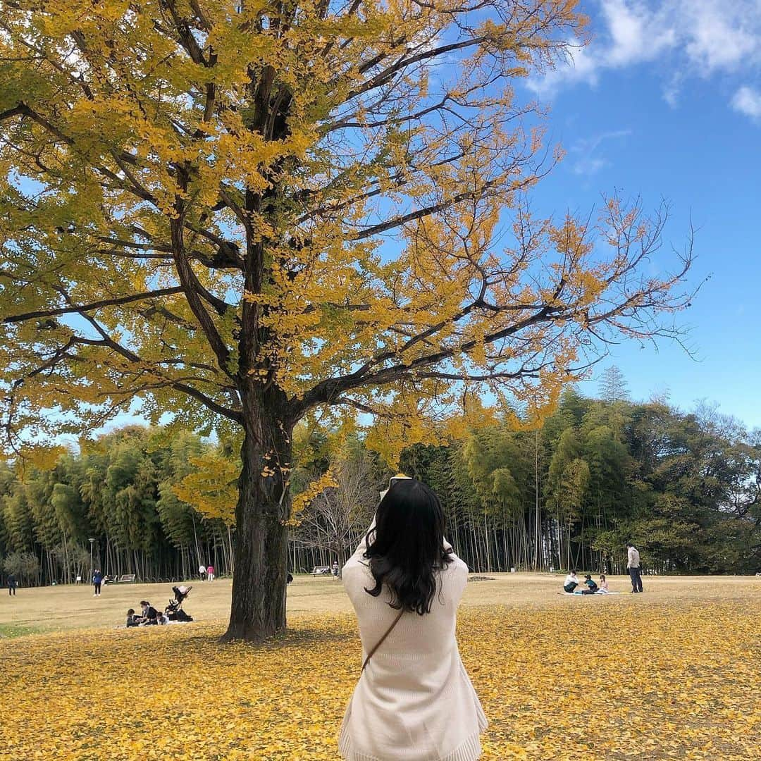 木﨑千聖さんのインスタグラム写真 - (木﨑千聖Instagram)「.﻿ ﻿ 紅葉 🍂﻿🍁 ﻿ イチョウがとっても綺麗でした〜 秋だいすき！🥺﻿ ﻿ ﻿ #紅葉 #紅葉狩り #イチョウ #秋 #autumn  #アイドル #ラストアイドル #木﨑千聖」11月28日 22時02分 - chii_nyan02