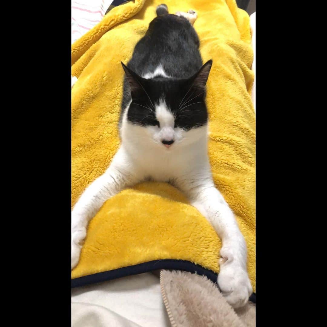 ぽんずのインスタグラム：「抱えられている…  #ねこ#猫#cat#猫好き#親バカ#はちわれ#ハチワレ#はちわれ猫#ハチワレ猫#白黒猫部#にゃんすたぐらむ#ilovecat#猫大好き#うちの猫自慢#白黒猫 #我が家のぽんずくん #ちゅーちゅー妖怪」