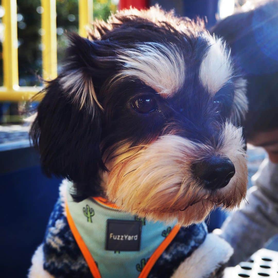 のインスタグラム：「気付けば僕の投稿がワンコだらけに…🐕  癒しでございます🥺  #シュナウザー　#キャバリア　#シュナキャバ　#しゅなすたぐらむ  #炭治郎　#犬のいる暮らし  #いぬすたぐらむ  #いぬのきもち」