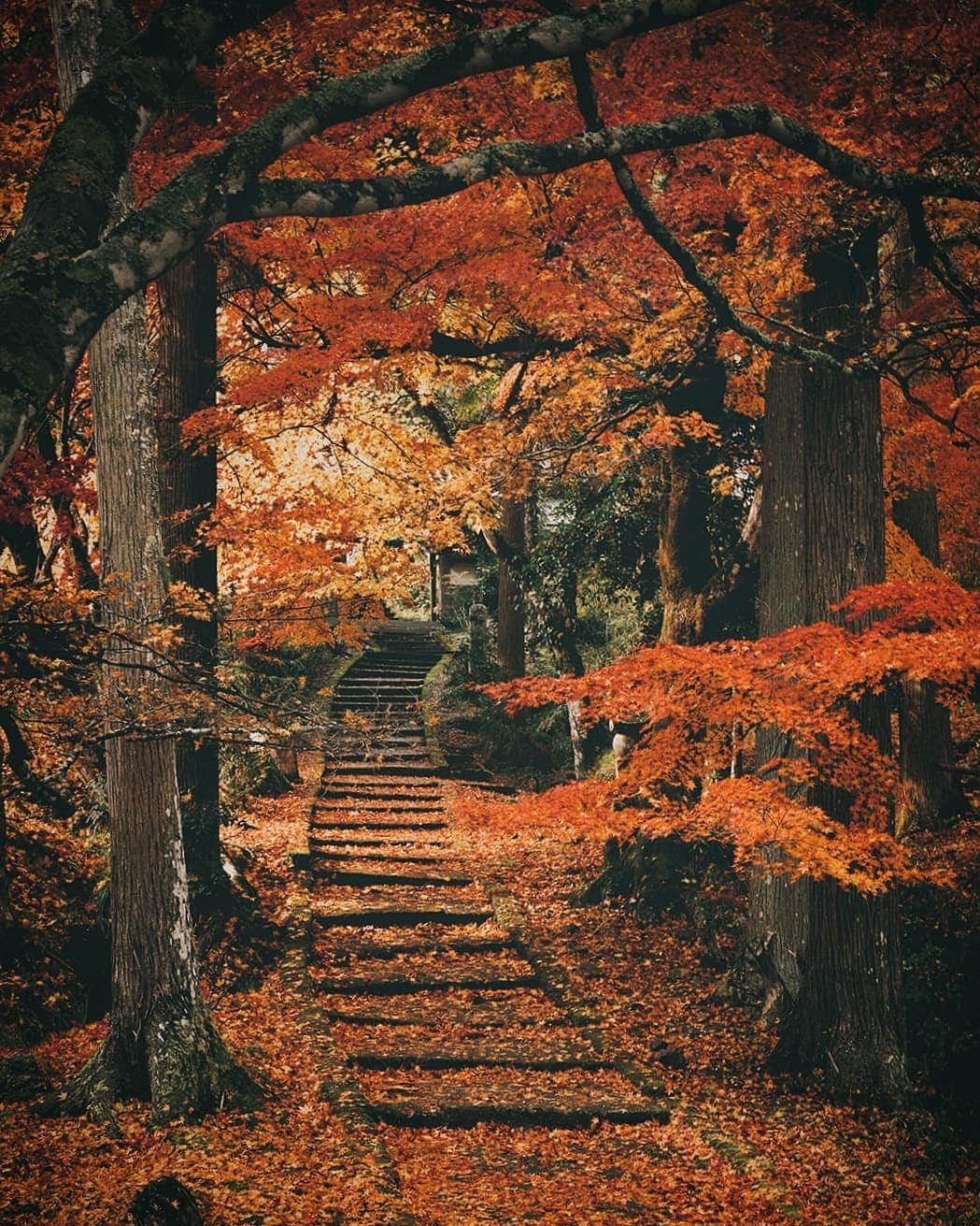 Berlin Tokyoのインスタグラム：「The golden carpet of fallen leaves glows vibrantly after the rain, inviting you for a peaceful walk on an autumn afternoon. . . . #hellofrom #kyoto #japan」