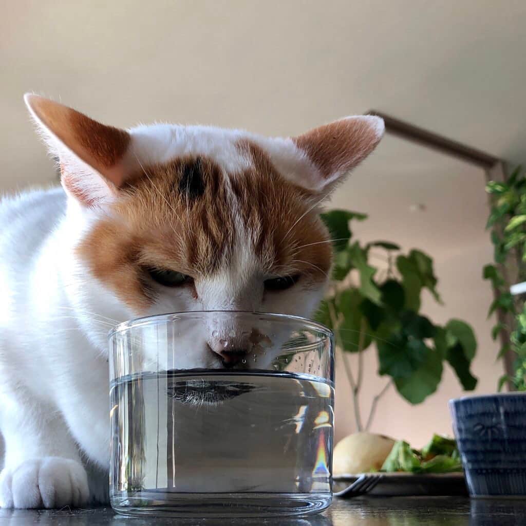 池田有希子のインスタグラム：「けっこう勢いよく下顎を水につけるものなんですね。  #catstagram」