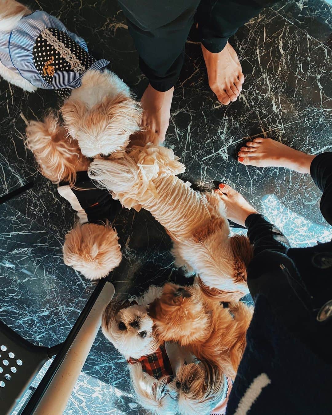 伊東大輝のインスタグラム：「家では足元がいつもワンワンパラダイス。ww🐶 うちほどたくさん犬飼ってる家なかなか知らないなぁ😂笑 ちなみにうちの子達も全部元 #保護犬 です。みーんな良い子で可愛い😉」