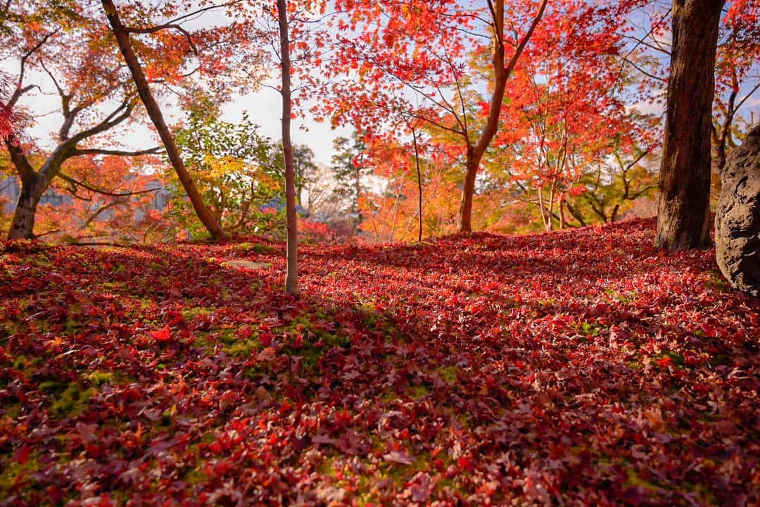 中野猛さんのインスタグラム写真 - (中野猛Instagram)「春の桜...。 秋の紅葉🍁。 散り際の美しいことよ。 人もかくありたいと思う。  2020年秋。  #2020紅葉　#紅葉　#light_nikon  #Nikon  #Nikonz6 #京都　#Kyoto #japan #kyotojapan  #一眼レフ　#そうだ京都に行こう　#photo  #写真を撮るのが好きな人と繋がりたい  #風景写真 #Japankyoto #松ヶ崎大黒天」11月28日 23時23分 - takeshi__nakano