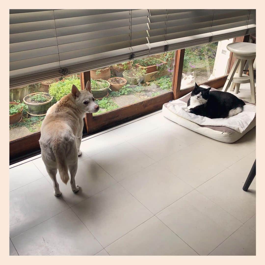 パンといっぴきのインスタグラム