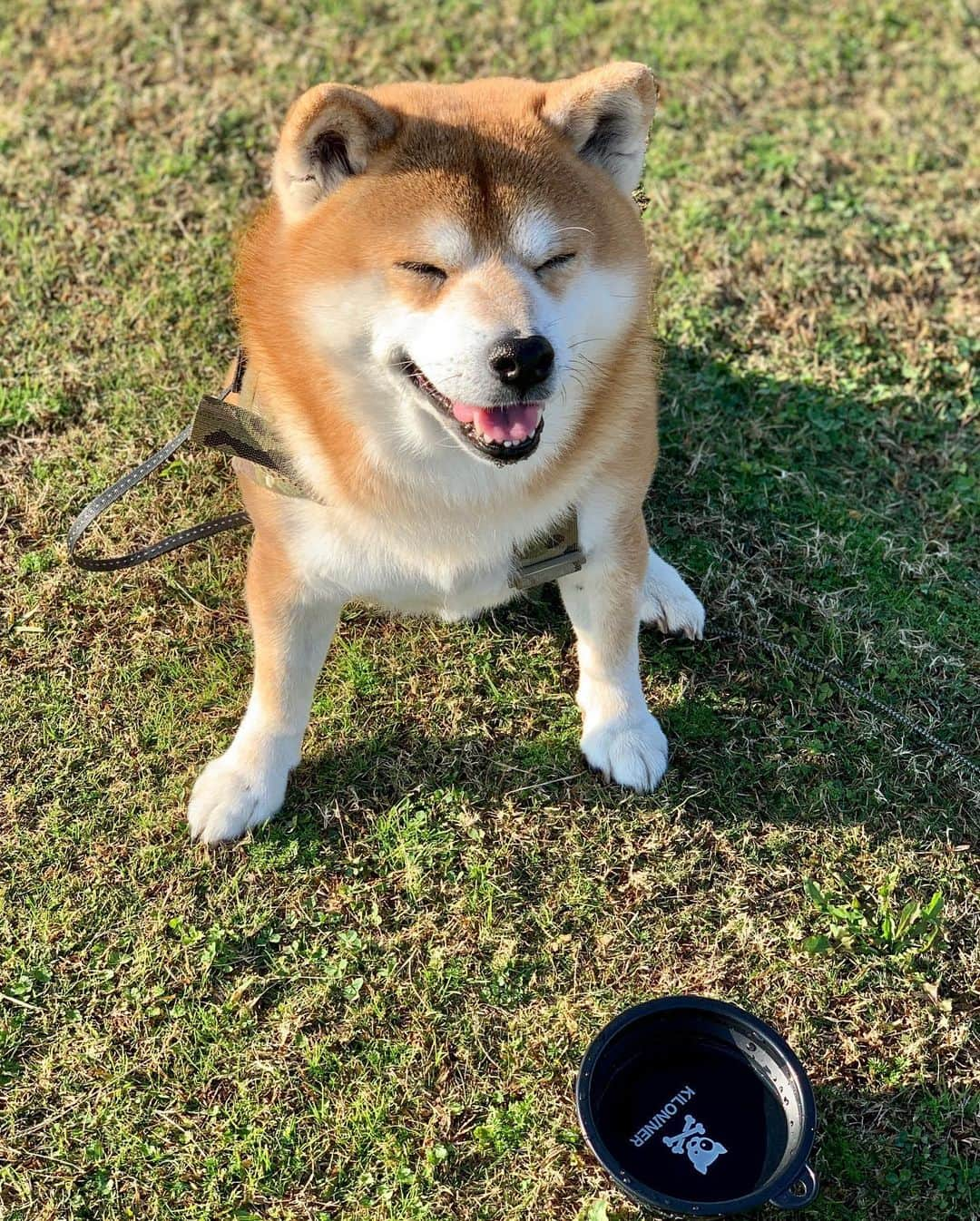 shibainu berryさんのインスタグラム写真 - (shibainu berryInstagram)「Good morning☀️ 耳も口も匂いたいむくみ😂クンクン好きやね〜😂 キロナイナー @kiloninerpets_jp さんのドッグボウル😆ハーネスと合うし可愛い❗️😍 #キロナイナー  #kiloninerpets_jp #kiloniner #PR #❤️迷子犬の掲示板四国 @maigo_dog_shikoku #めざせ迷子犬ゼロ👌 #柴犬 #べりやん #べりむく #多頭飼い #徳島 #berry #shiba #shibainu  #shibainumania #shibastagram #instashiba #ぷにっと部 #口角キュキュッと部  #チーム俺様 →部員絶賛募集中 #shiba_snap #proudshibas #サンデイ #instagramjapan #ふわもこ部 #pecoいぬ部 #pecotv #buzzfeedanimals #dogsofinstagram #9gag  @9gag @barked」11月29日 8時44分 - shibainu.berry