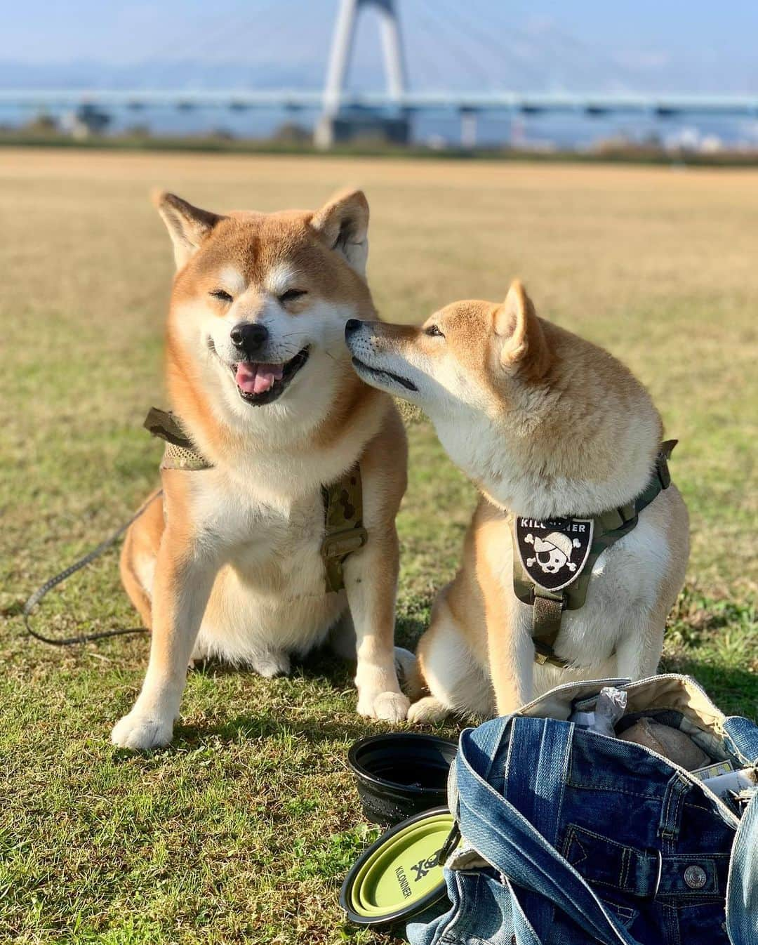 shibainu berryさんのインスタグラム写真 - (shibainu berryInstagram)「Good morning☀️ 耳も口も匂いたいむくみ😂クンクン好きやね〜😂 キロナイナー @kiloninerpets_jp さんのドッグボウル😆ハーネスと合うし可愛い❗️😍 #キロナイナー  #kiloninerpets_jp #kiloniner #PR #❤️迷子犬の掲示板四国 @maigo_dog_shikoku #めざせ迷子犬ゼロ👌 #柴犬 #べりやん #べりむく #多頭飼い #徳島 #berry #shiba #shibainu  #shibainumania #shibastagram #instashiba #ぷにっと部 #口角キュキュッと部  #チーム俺様 →部員絶賛募集中 #shiba_snap #proudshibas #サンデイ #instagramjapan #ふわもこ部 #pecoいぬ部 #pecotv #buzzfeedanimals #dogsofinstagram #9gag  @9gag @barked」11月29日 8時44分 - shibainu.berry