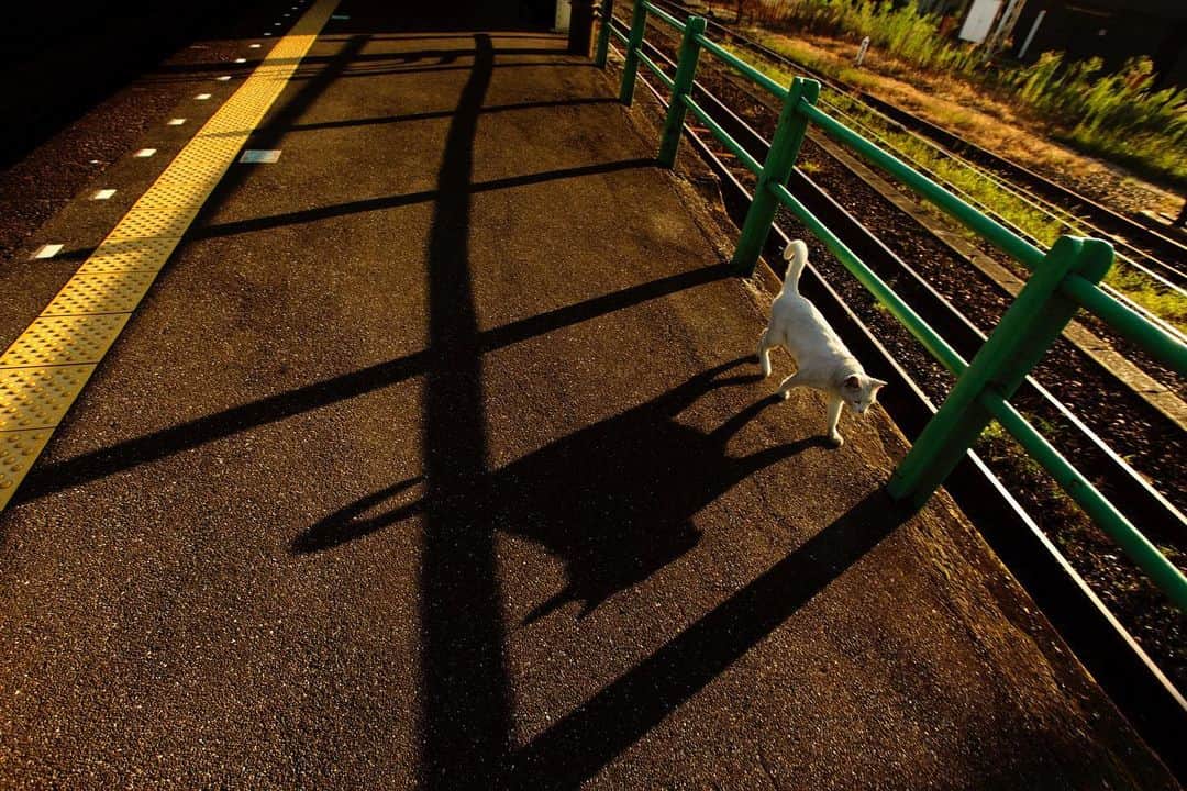 ををつかのインスタグラム：「「鉄道模型アートマルシェ」は本日16時までです。本日も在廊します。どうぞよろしくお願いします。 ・「鉄道模型アートマルシェ」　～鉄道模型はアートの夢を見られるか Ver.5～ ・日時：2020年11月28日（土）12時～19時、11月29日（日）11時～16時 ・場所：gallery NAGATANI（東京都武蔵野市吉祥寺本町1-20-1 吉祥寺永谷シティプラザ1F） ・入場無料」