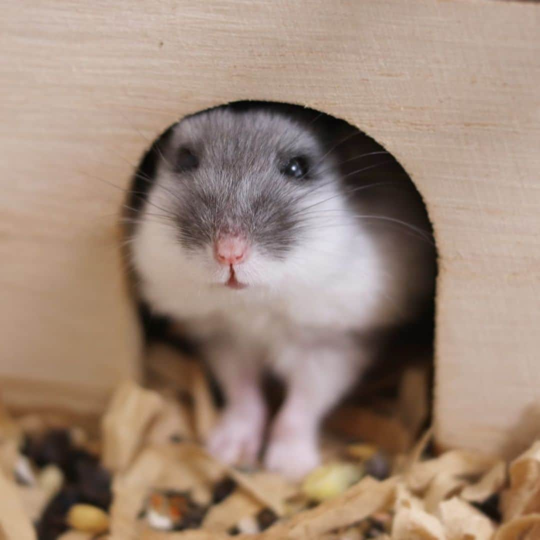 hamster_mocoのインスタグラム